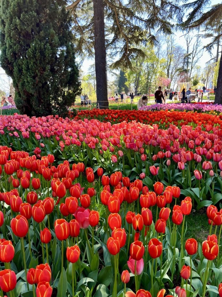 Masses of bright red and soft pink tulips fill a sunny clearing between tall pine trees, with visitors strolling through the park in the background.