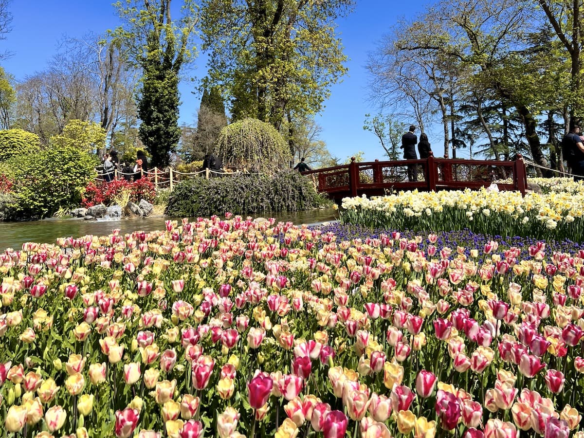 Colorful tulip beds in Emirgan Park in shades of pink and yellow line a pond with a red wooden bridge, as people stroll through the park