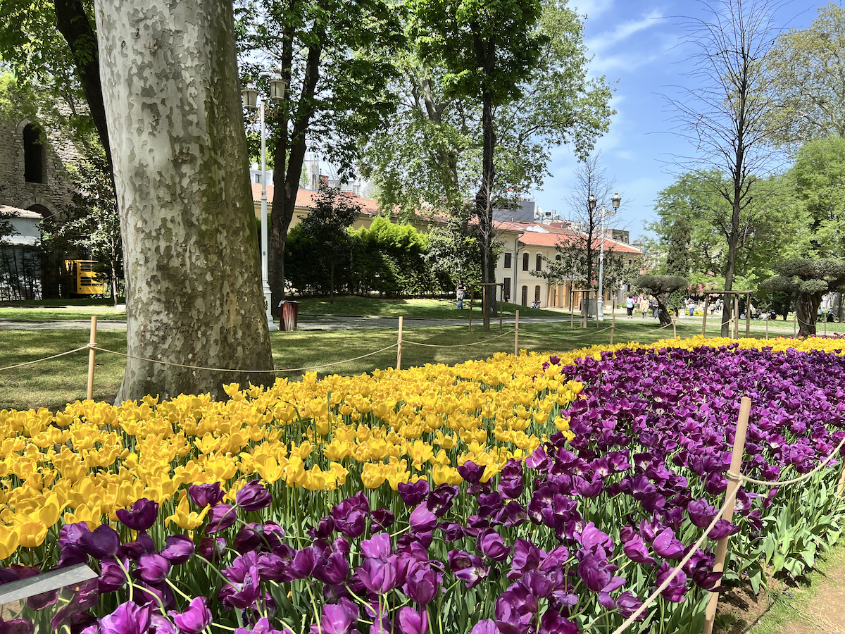 Rows of bright yellow and deep purple tulips blooming in a neatly sectioned garden area of Gulhane Park surrounded by trees and the Istanbul Archaeological Museum in the background