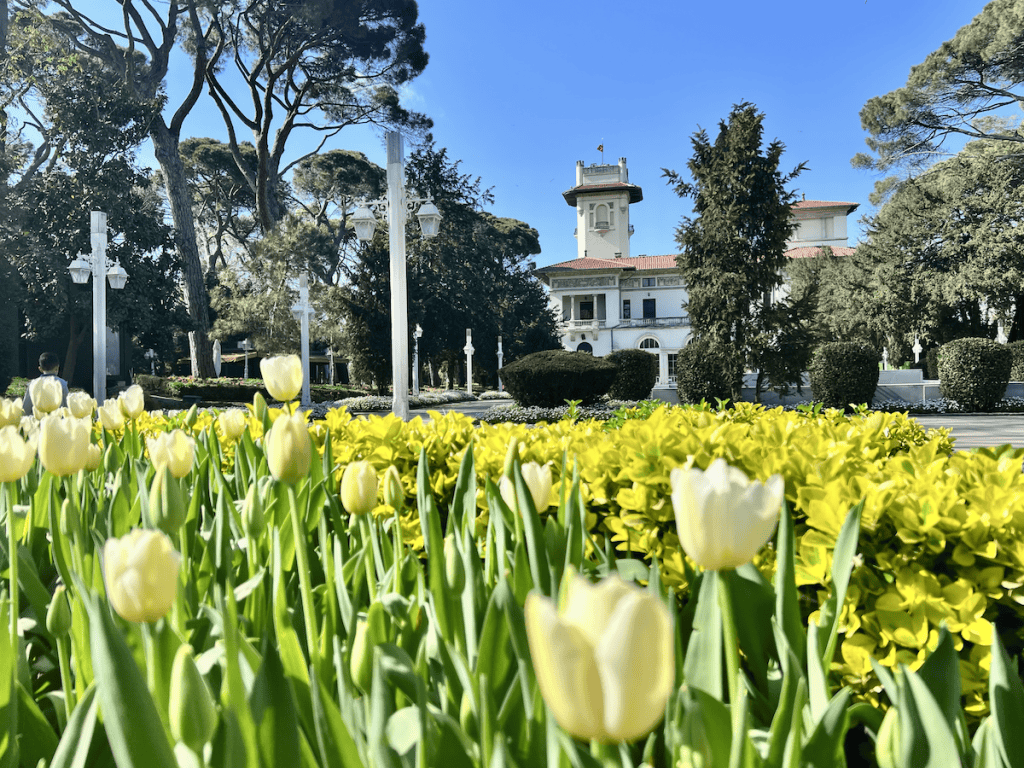 Cream-colored tulips and manicured hedges in the foreground of a formal garden, with an elegant white mansion called Hidriv Kasri and tall pine trees under a blue sky.