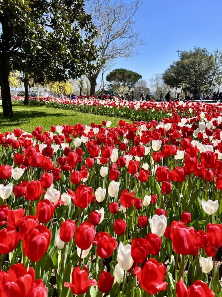 A field of red and white tulips in full bloom stretches across a green park, with mature trees and groups of people enjoying the spring weather.