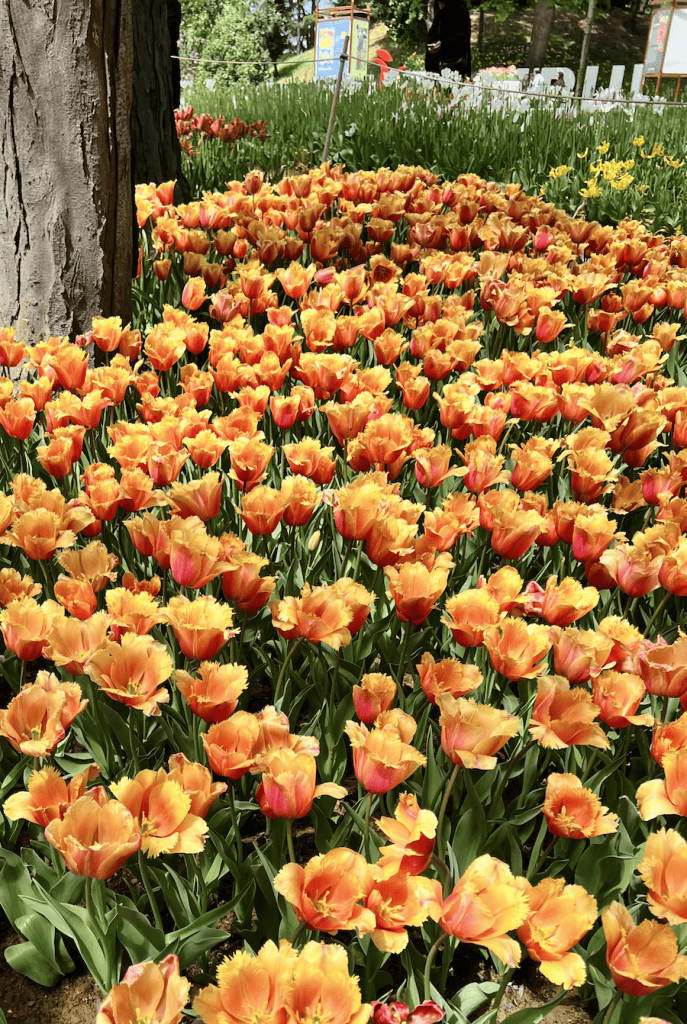 A vibrant bed of orange tulips with fringed petals growing under tall trees in a shaded garden.