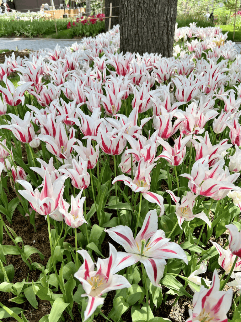 Elegant white tulips with red streaks blooming densely around the base of a tree in a city park in Istanbul